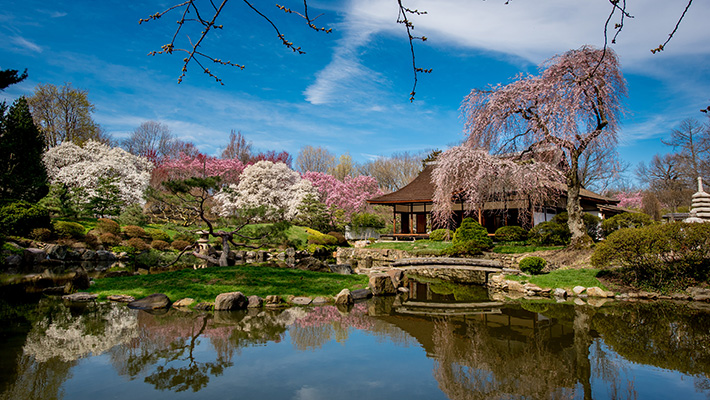 桜祭りと日本庭園で日米文化交流の歴史を学ぶ 週刊ny生活ウェブ版